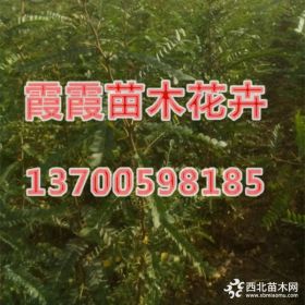 皂角苗，山东皂角苗价格，皂荚苗