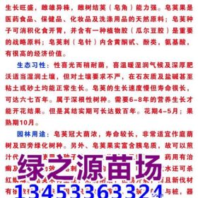 皂角小苗多少钱 贵州皂角小苗价格多少