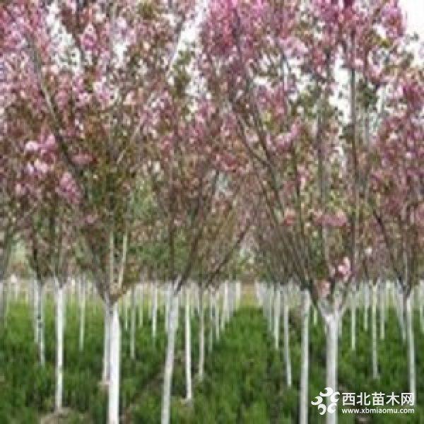 8公分樱花树价格