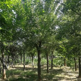 菏澤國槐樹基地-20公分國槐樹價格