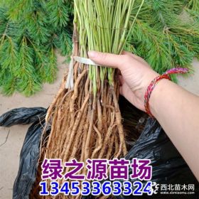 1-3年牡丹苗/油用牡丹苗/药用牡丹苗/山西牡丹苗