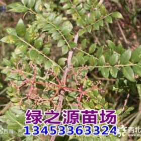 花椒苗大红袍花椒苗狮子头花椒苗 无刺花椒苗