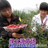 5號(hào)鈣果苗 7號(hào)鈣果苗就號(hào)鈣果苗+7號(hào)鈣果苗