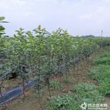 水晶梨苗批发价格出售基地直销  种植技术