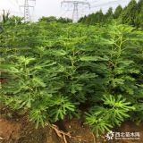 無花果樹苗基地 無花果樹苗批發(fā)基地