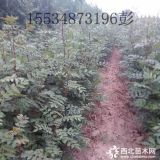 花椒苗价格===山西花椒苗厂家直销量大 批发 行情