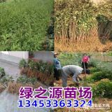 狮子头花椒苗 九叶青花椒苗 大红袍花椒苗包邮