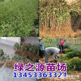 狮子头花椒苗 九叶青花椒苗 大红袍花椒苗包邮