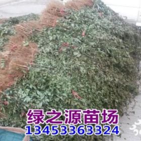 贵州花椒苗 花椒树苗 九叶青花椒苗