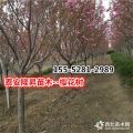 櫻花樹(shù)苗價(jià)格_6公分、7公分、8公分高桿櫻花樹(shù)