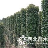 目前紅葉石楠柱價(jià)格信息1米紅葉石楠柱基地價(jià)格