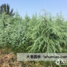 陕西雪松种植基地-西安大易园林苗木基地