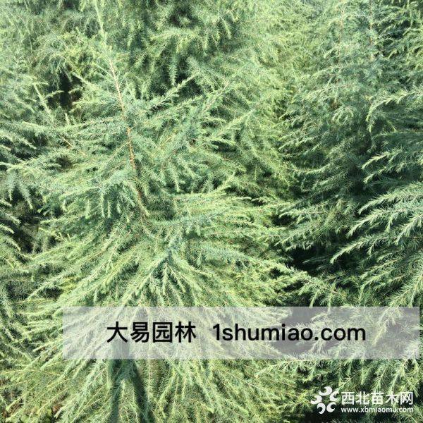 大樹(shù)移植條件