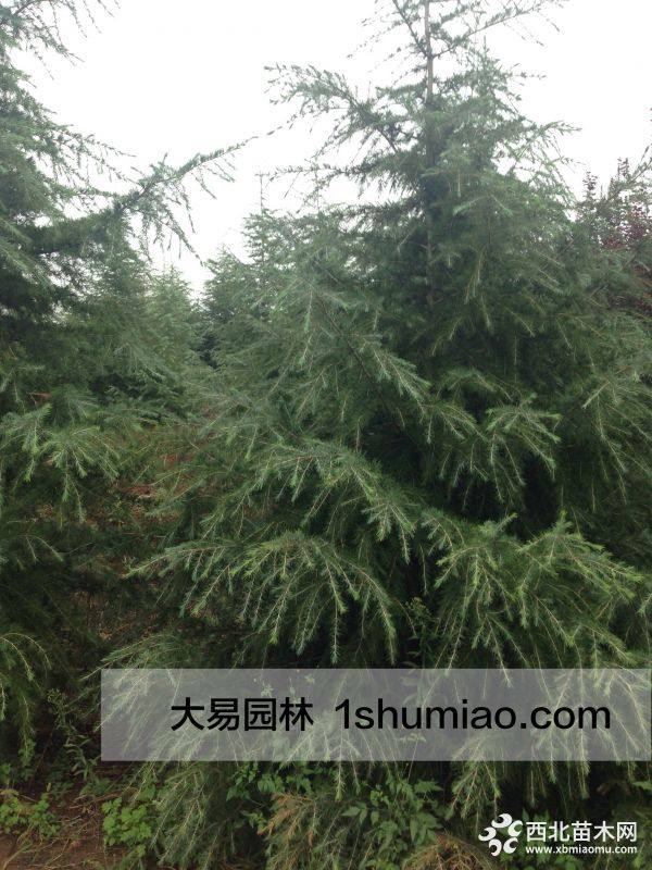 大樹(shù)移植條件