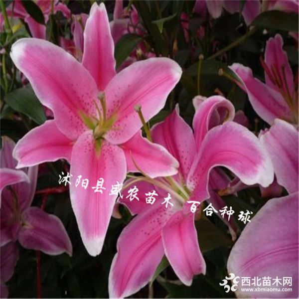 百合种球粉花-1