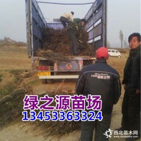 玉露香梨树苗 山西玉露香苗 梨树包邮