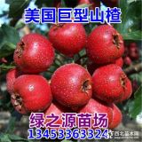 八月紅山楂苗 山楂樹苗  當(dāng)年掛果  包郵