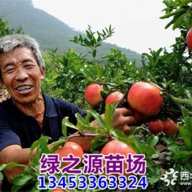 软籽石榴苗 山西石榴树苗  石榴苗包邮