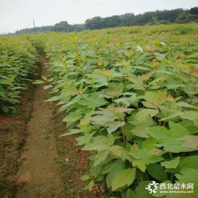 檫木小苗價格 檫木苗多少錢一棵 九江直銷檫木小苗基地