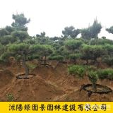 綠園景黑松基地 D2~12公分黑松價(jià)格 沭陽(yáng)綠化苗木基地