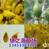 连翘苗 连翘树苗 山西连翘苗 批发 价格供应