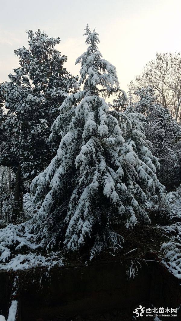 雪松樹苗