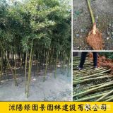 徑粗1~6公分雷竹價(jià)格 基地圖片 沭陽(yáng)綠園景苗圃直銷