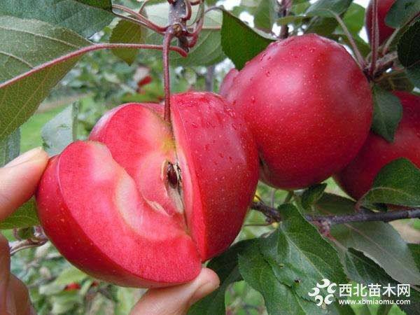 遼寧紅肉蘋(píng)果苗