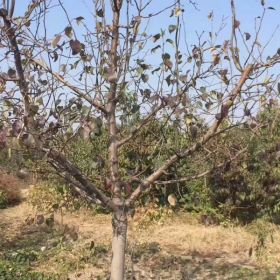 红富士苹果树，苹果树价格占地苹果树