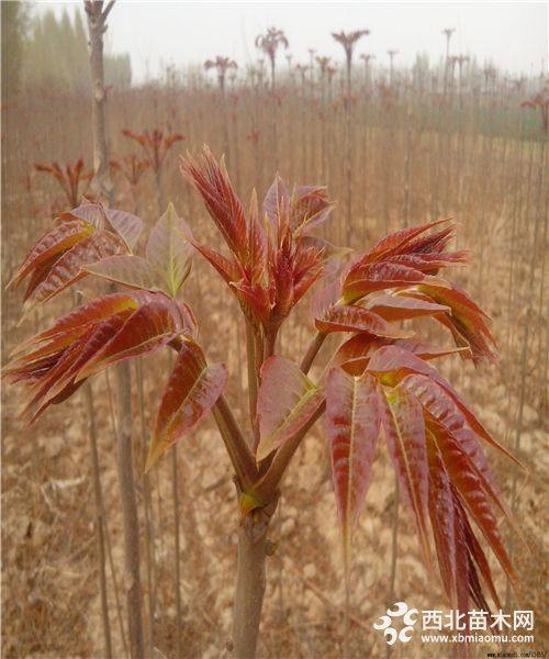 紅油香椿樹苗