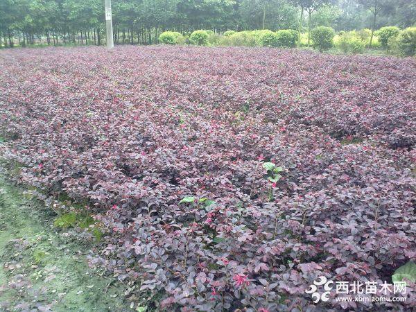 紅檵木種植戶