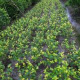 四川金叶女贞种植基地 金叶女贞批发价格