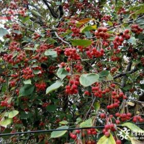 甜茶种子  甜茶种子批发   甜茶种子价格