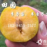 晚熟李子苗批發(fā)，新品種李子苗價(jià)格