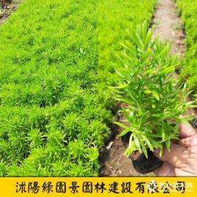 H20~30公分佛甲草價(jià)格 基地 圖片 沭陽(yáng)綠園景苗圃直銷(xiāo)