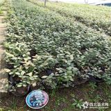 蓝莓苗哪家好 蓝莓苗木价格 1年蓝莓苗多少钱