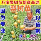 梨苗 梨樹苗 玉露香梨樹苗