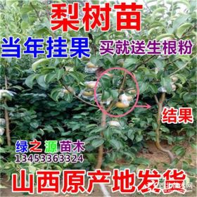 占地梨树苗  山西梨树苗 梨树小苗 梨树实生苗