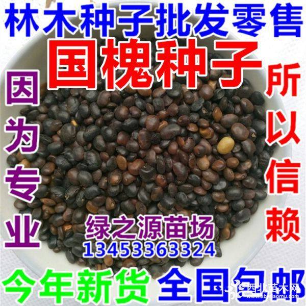 毛桃核