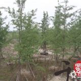 陕西银杏种植基地 10公分银杏供应