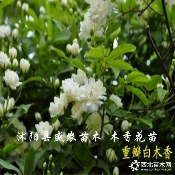 木香花苗白