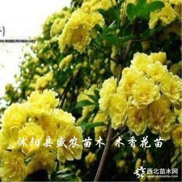 木香花苗黄1