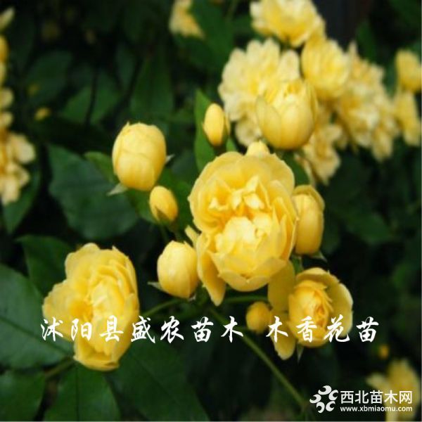 木香花苗黄2