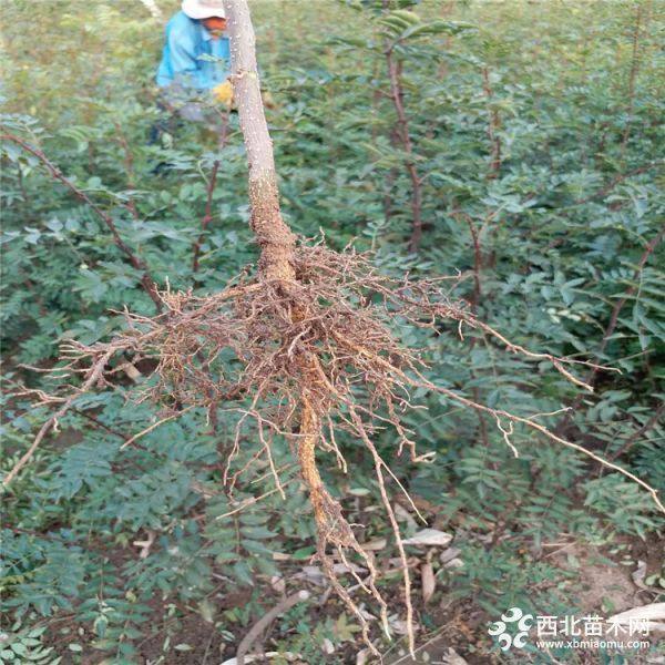 大紅袍花椒苗