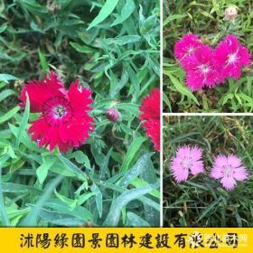 H10~30公分常夏石竹價(jià)格 基地圖片 沭陽(yáng)綠園景苗圃直銷