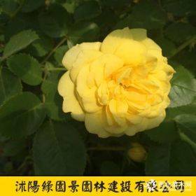 H30~50公分黃帽月季價(jià)格 基地圖片 沭陽綠園景苗圃直銷