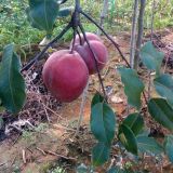 全紅梨苗價格 山東全紅梨苗基地