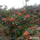 花椒苗價格 花椒苗多少錢  大紅袍花椒苗哪里有