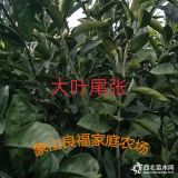 大葉尾張橘子樹苗批發(fā)，中熟蜜桔