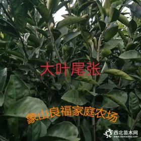 大叶尾张橘子树苗批发，中熟蜜桔